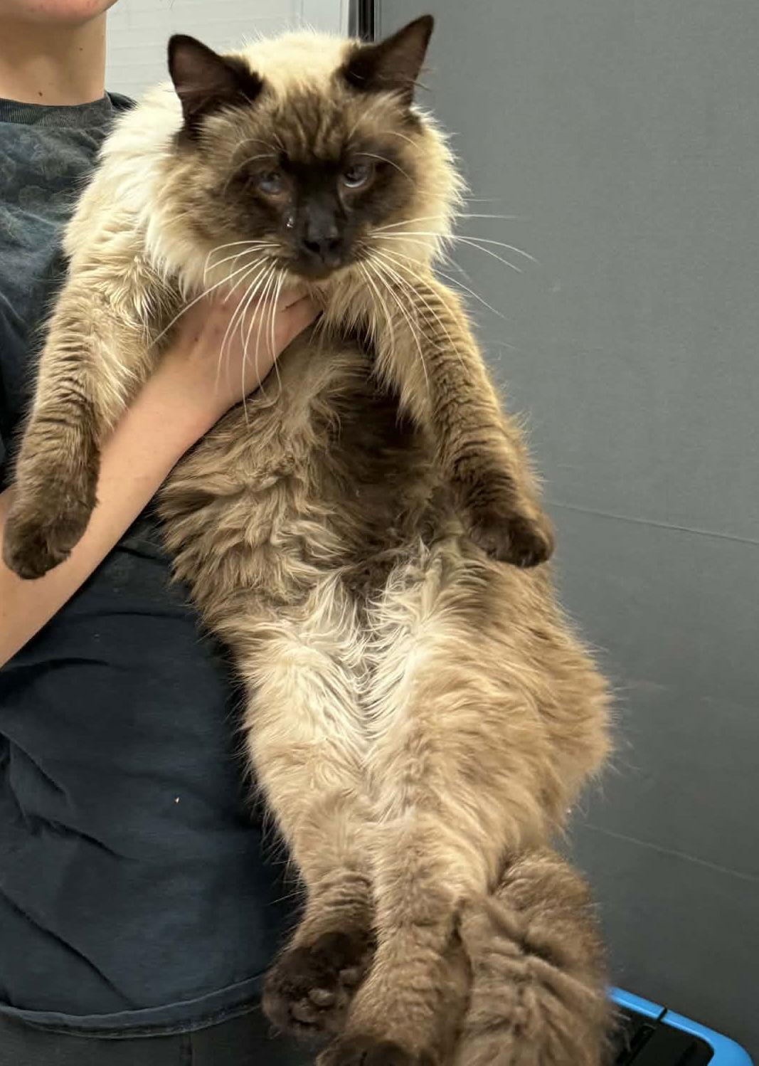 Rugby ( BC), Adopted, Adult Male Siamese & Balinese.