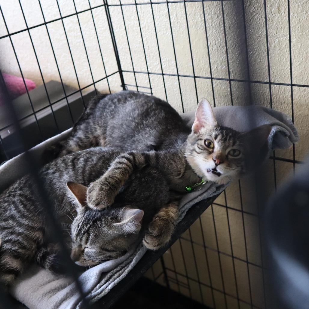 Nutmeg & Cinnamon, Adoptable, Kitten Male Domestic Short Hair.