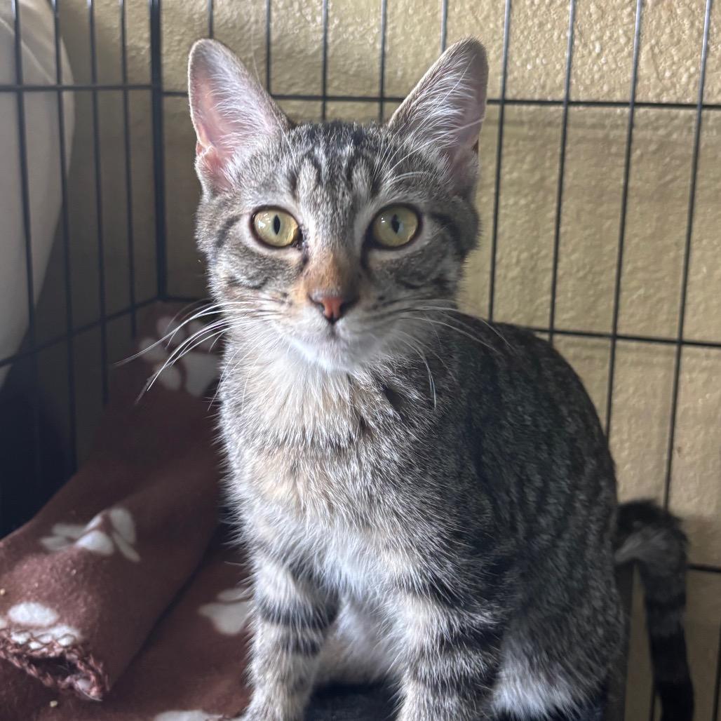 Enlarge Nutmeg & Cinnamon, a Adoptable Domestic Short Hair in Springfield, MO image 2/6