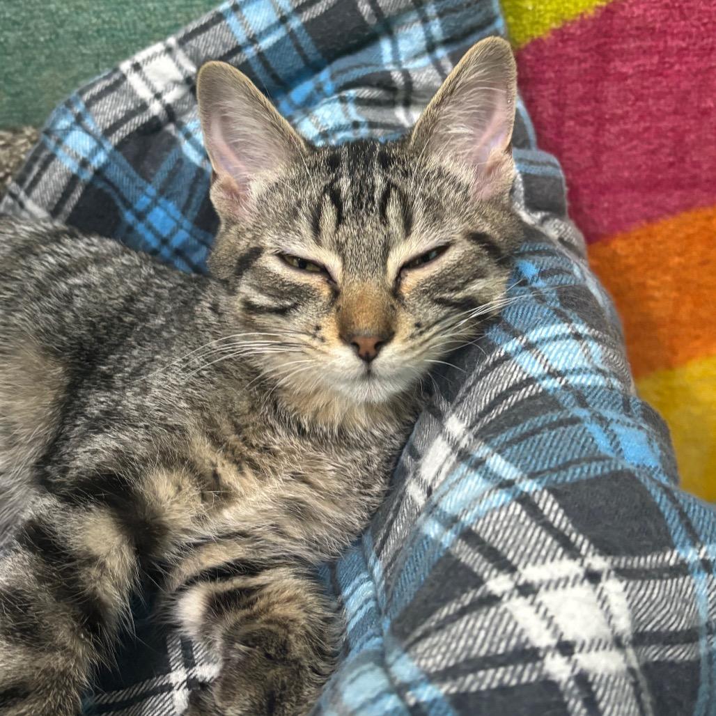 Enlarge Nutmeg & Cinnamon, a Adoptable Domestic Short Hair in Springfield, MO image 3/6