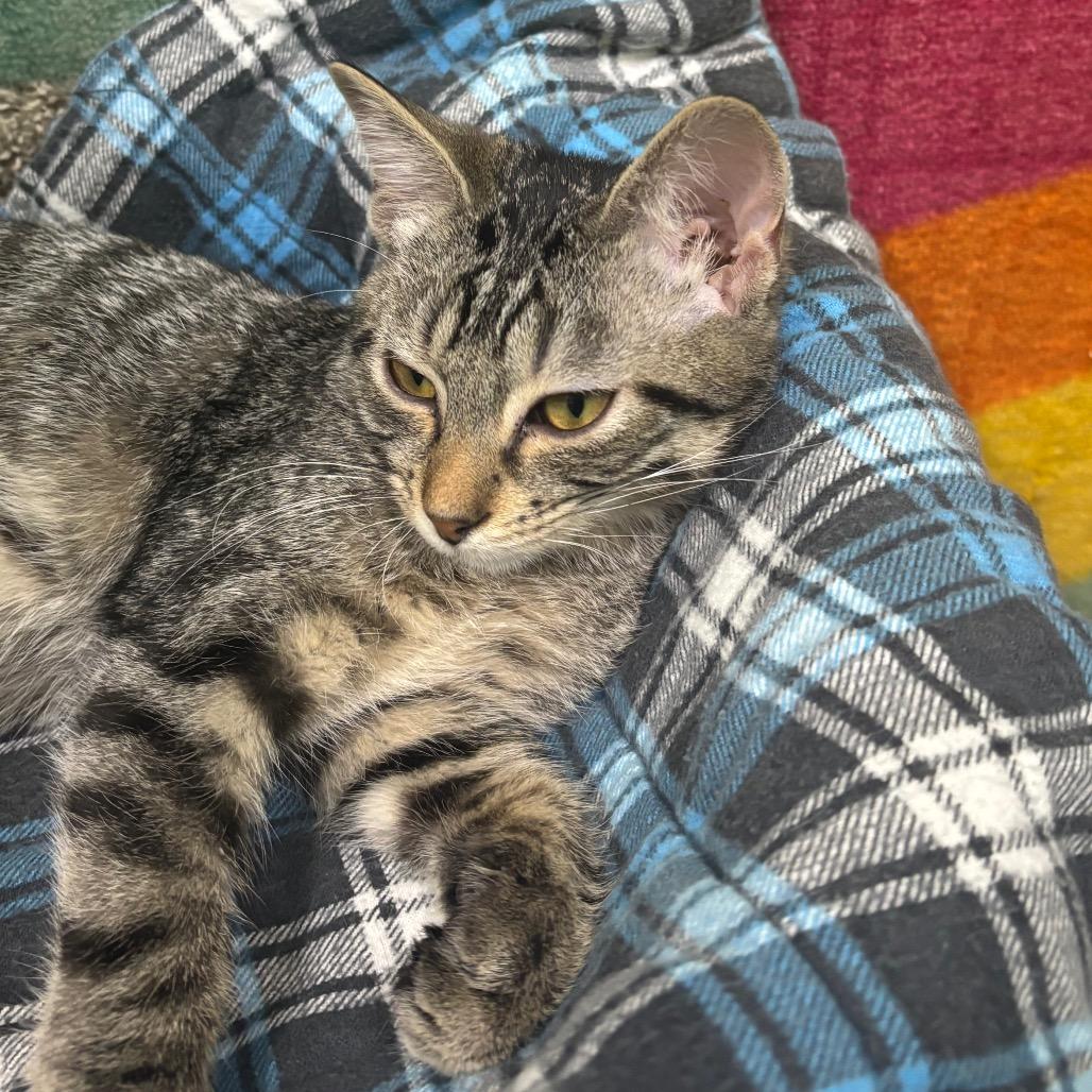 Enlarge Nutmeg & Cinnamon, a Adoptable Domestic Short Hair in Springfield, MO image 4/6
