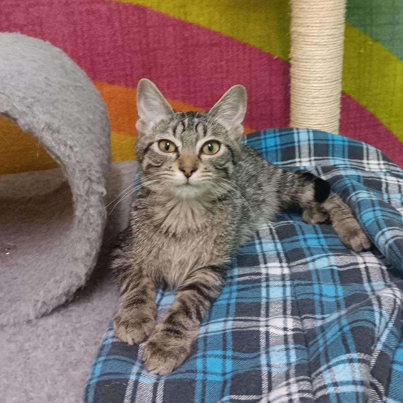 Enlarge Nutmeg & Cinnamon, a Adoptable Domestic Short Hair in Springfield, MO image 5/6