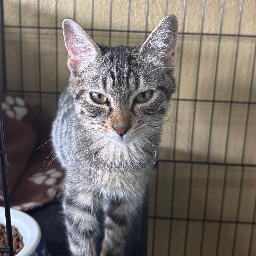 Enlarge Nutmeg & Cinnamon, a Adoptable Domestic Short Hair in Springfield, MO image 6/6