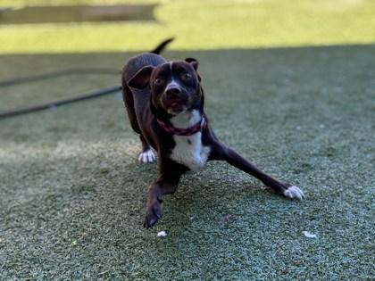 Enlarge Pac-Man, a Adoptable mixed breed in Gainesville, FL image 1/3