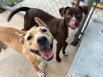 Enlarge Pac-Man, a Adoptable mixed breed in Gainesville, FL image 2/3
