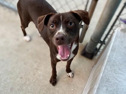 Enlarge Pac-Man, a Adoptable mixed breed in Gainesville, FL image 3/3