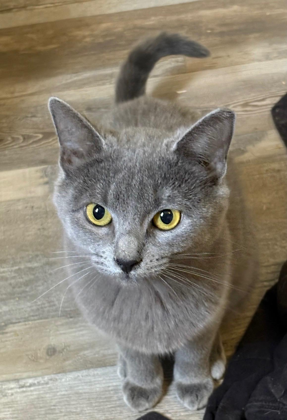 Enlarge Hushpuppy, a ADOPTABLE Domestic Short Hair in Lubbock, TX image 1/1