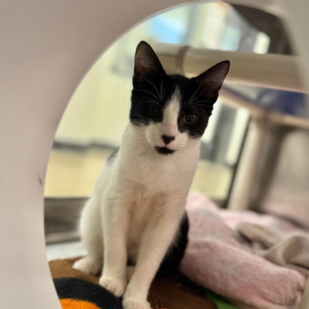 Mini, Adoptable, Young Male Domestic Short Hair.