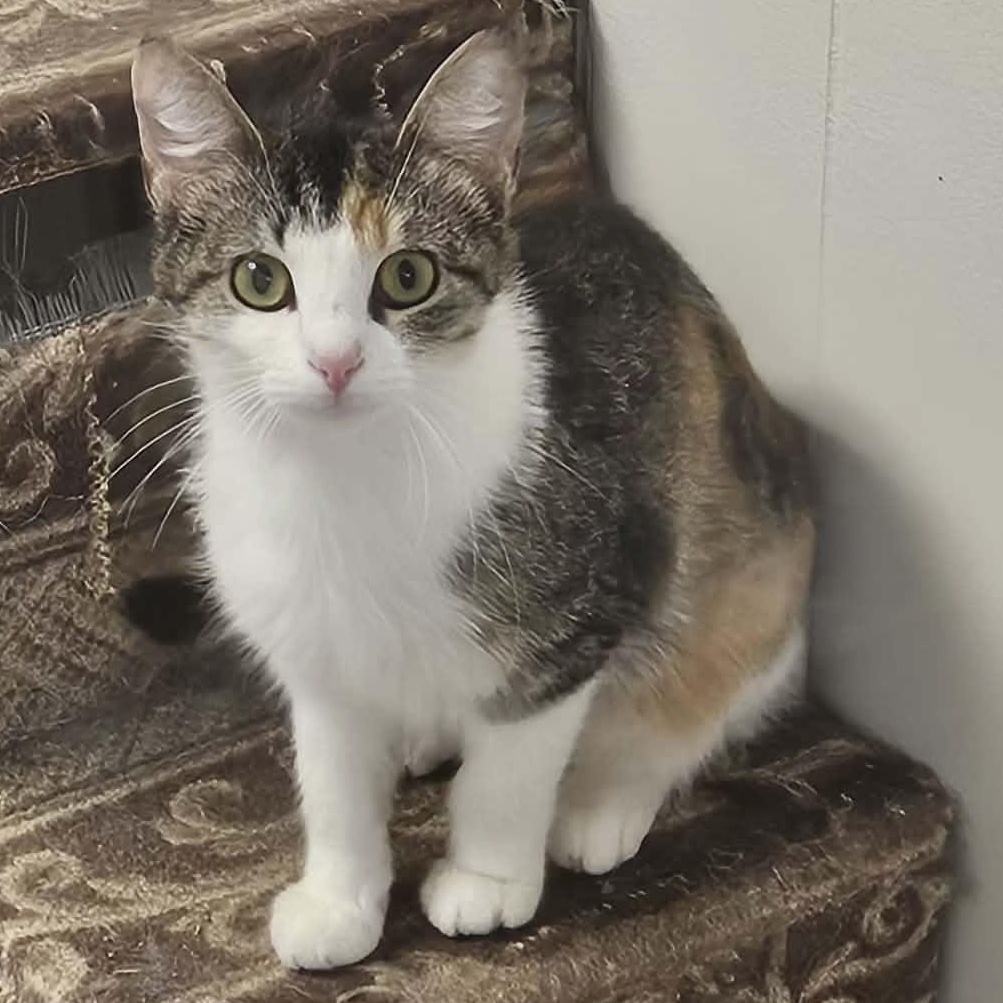 Noel, ADOPTABLE, Young Female Domestic Short Hair.