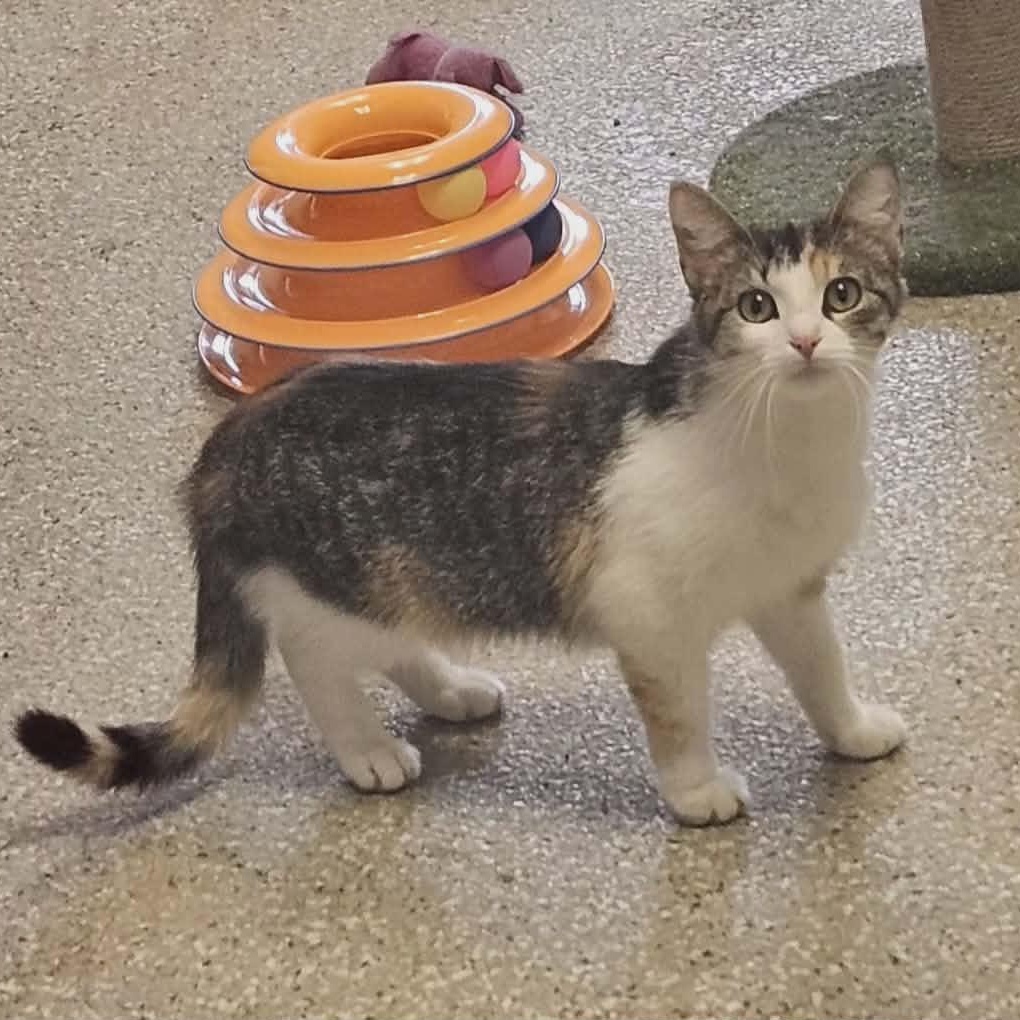 Enlarge Noel, a ADOPTABLE Domestic Short Hair in Wapakoneta, OH image 3/6