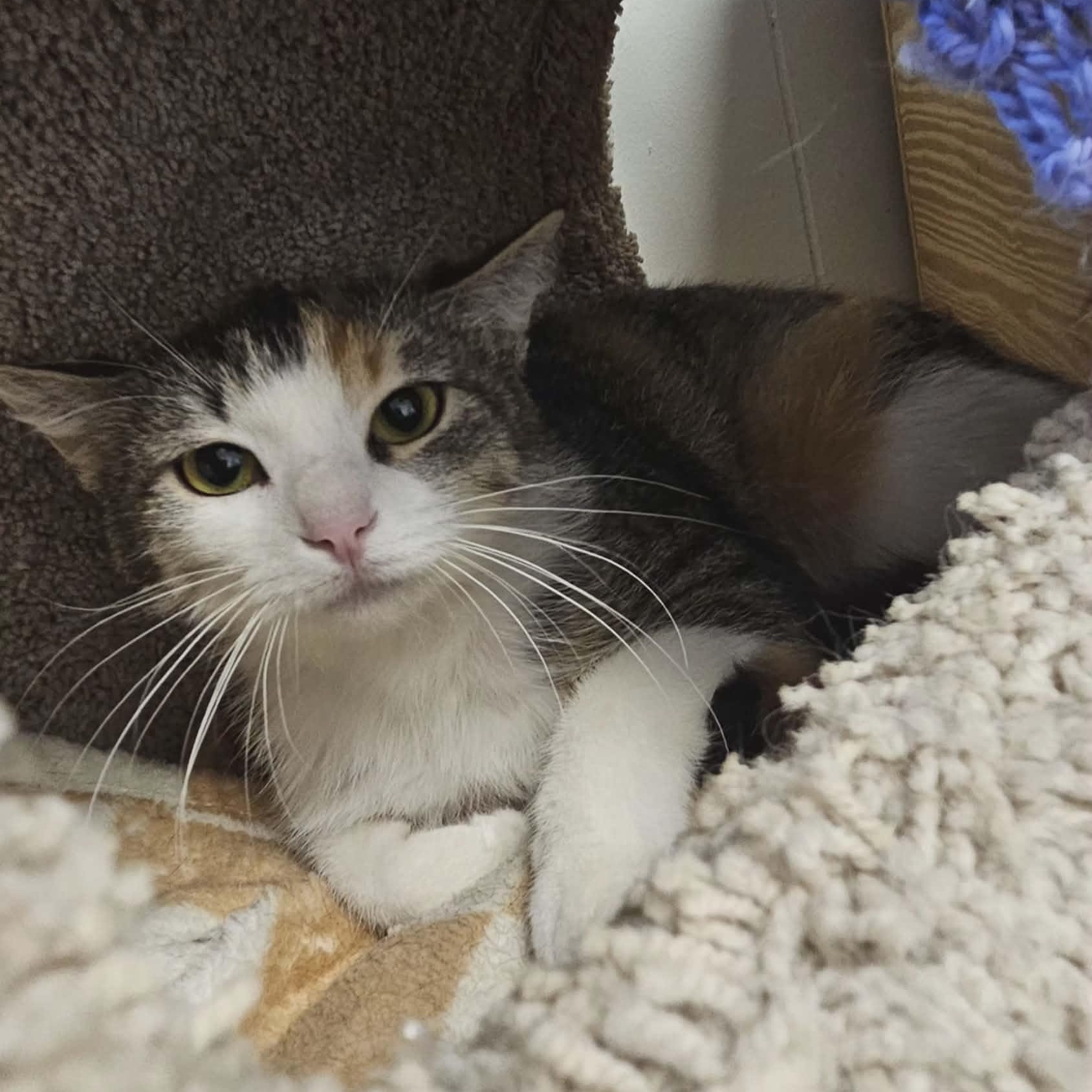 Noel, ADOPTABLE, Young Female Domestic Short Hair.