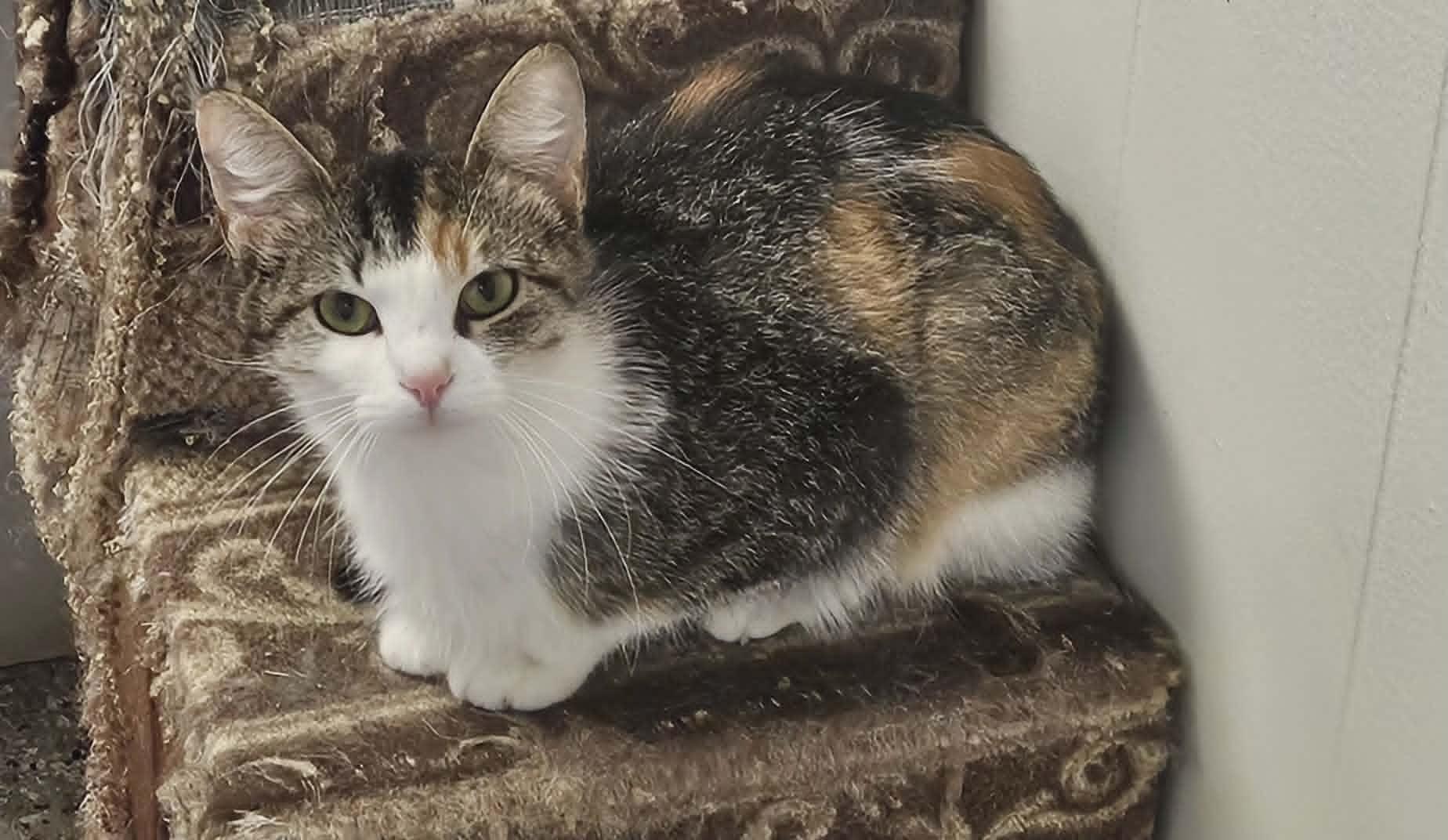 Enlarge Noel, a ADOPTABLE Domestic Short Hair in Wapakoneta, OH image 6/6