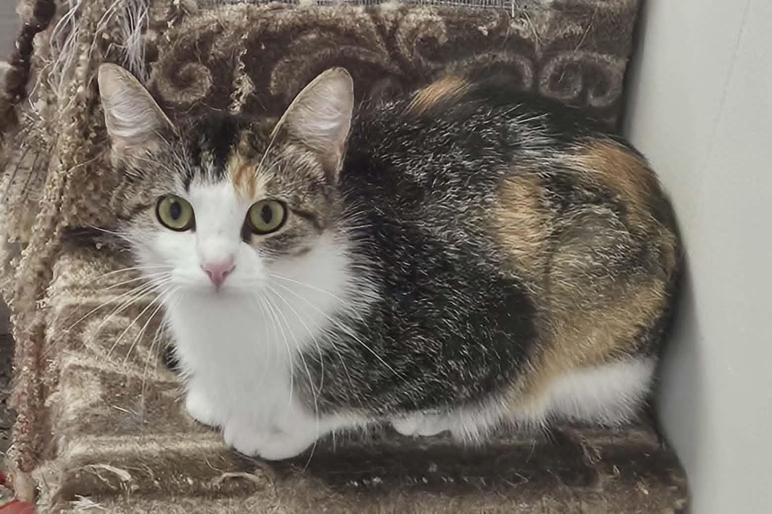 Enlarge Noel, a ADOPTABLE Domestic Short Hair in Wapakoneta, OH image 4/6