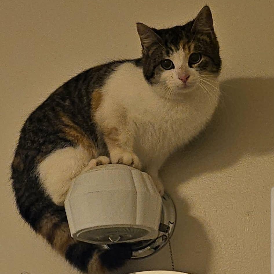 Enlarge Noel, a ADOPTABLE Domestic Short Hair in Wapakoneta, OH image 3/3