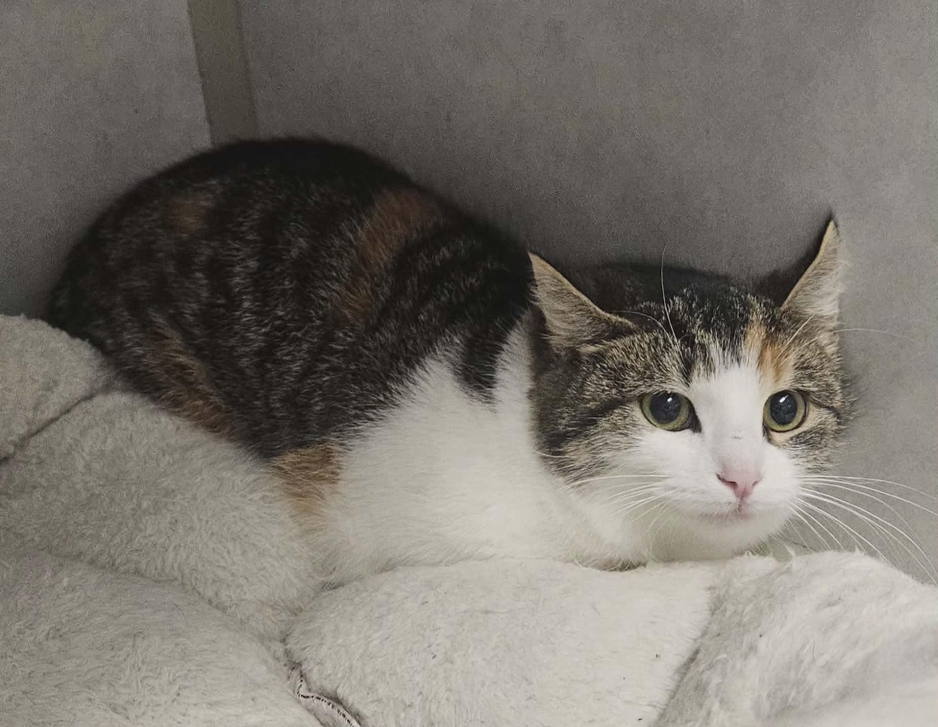 Enlarge Noel, a ADOPTABLE Domestic Short Hair in Wapakoneta, OH image 2/3