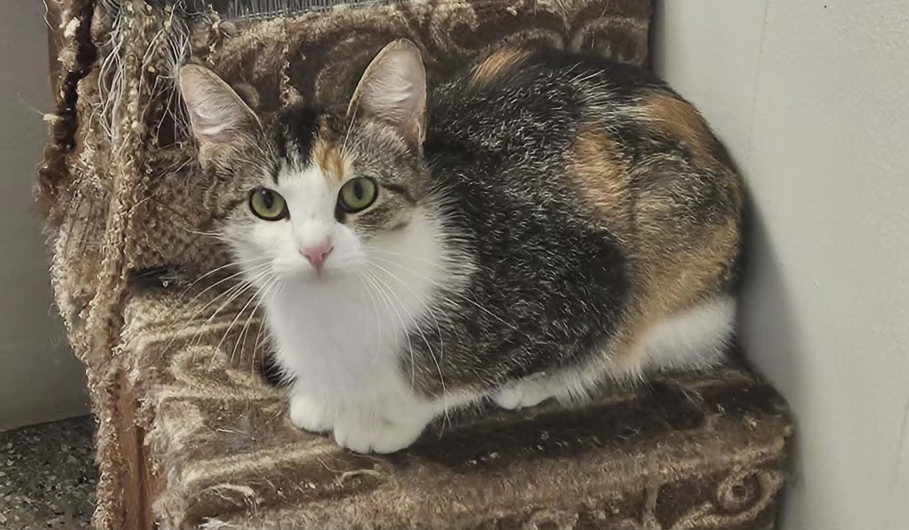 Enlarge Noel, a ADOPTABLE Domestic Short Hair in Wapakoneta, OH image 5/6