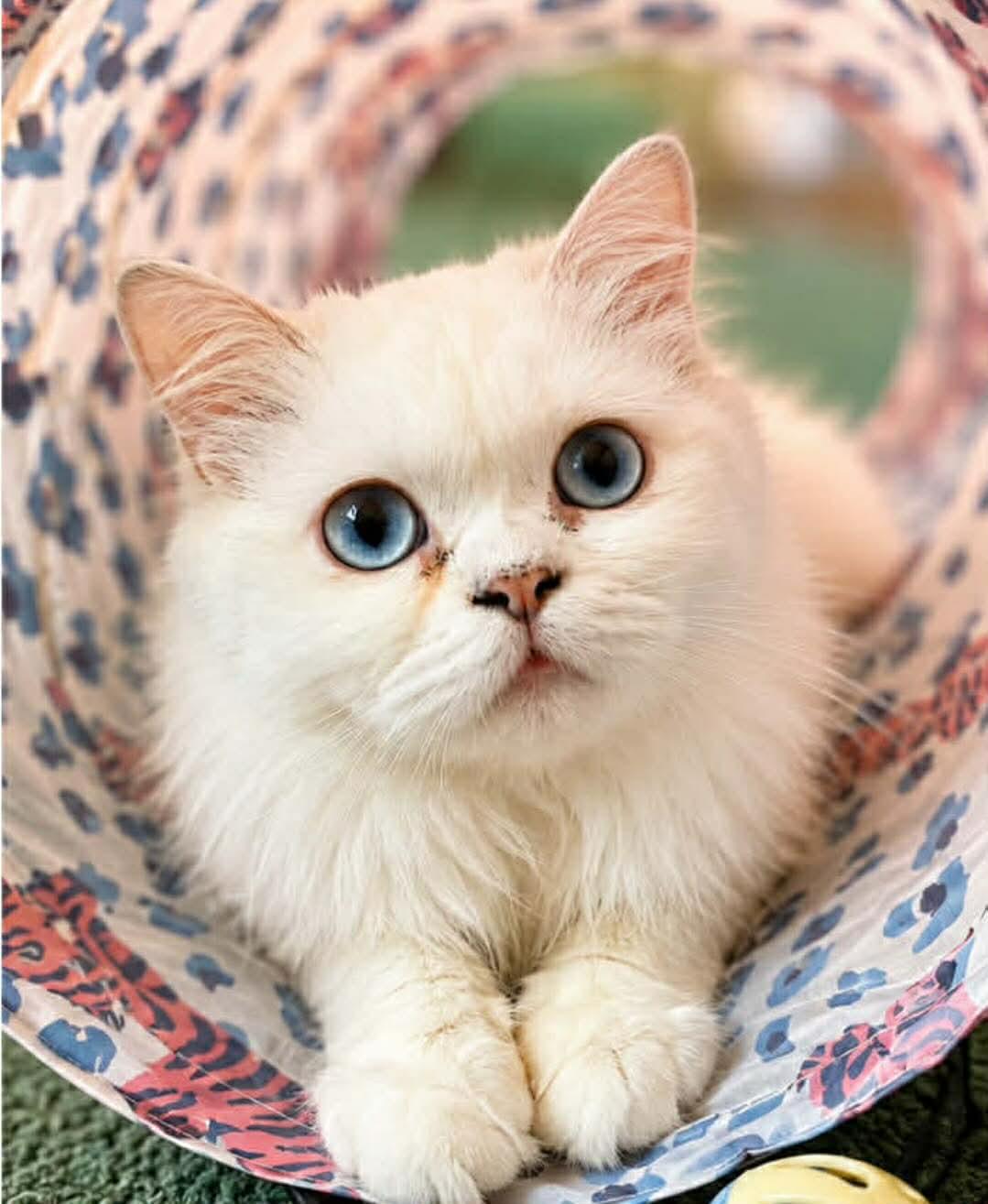 Walter, Adoptable, Adult Male Persian.