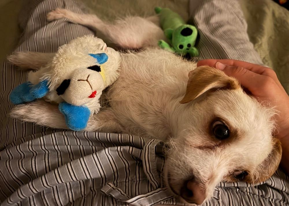 Dahlia, Adoptable, Young Female Maltese & Terrier.