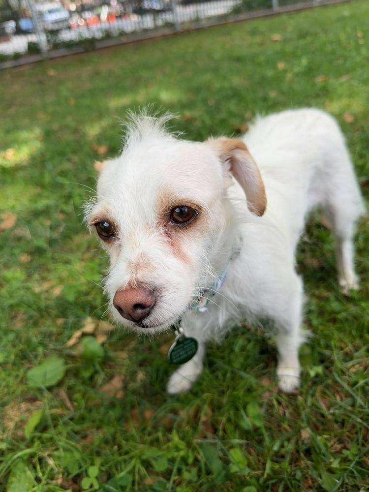 Dahlia, a Adoptable mixed breed in Manhattan, NY image 2/3