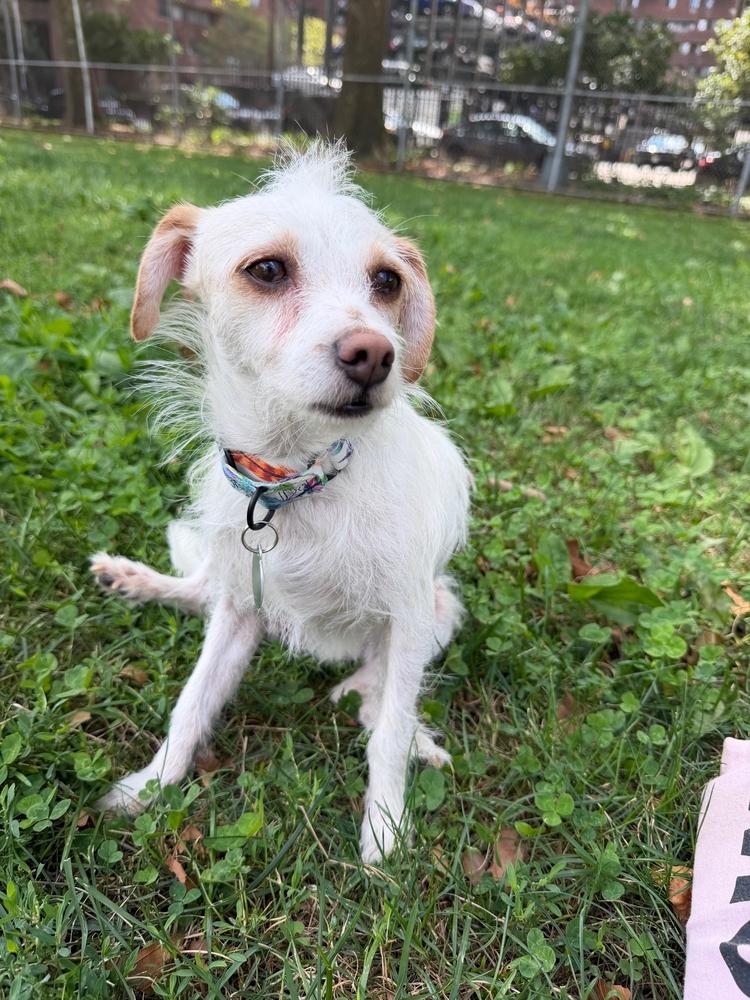 Dahlia, a Adoptable mixed breed in Manhattan, NY image 3/3