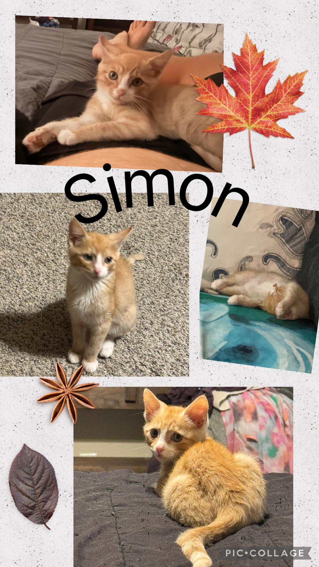 SIMON, Adoptable, Kitten Male Tabby.