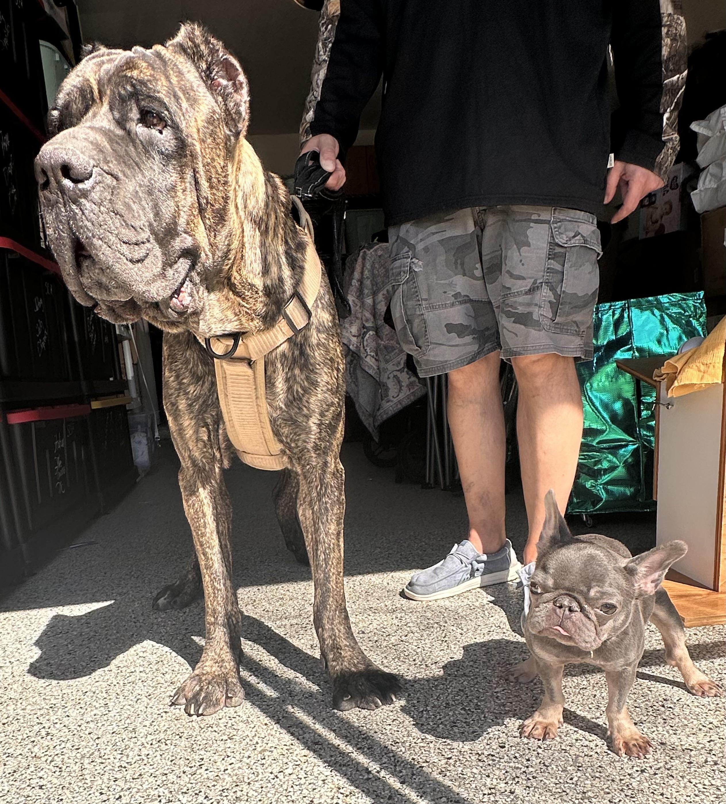 Enlarge Diesel, a Adoptable Cane Corso in PALM BAY, FL image 2/6