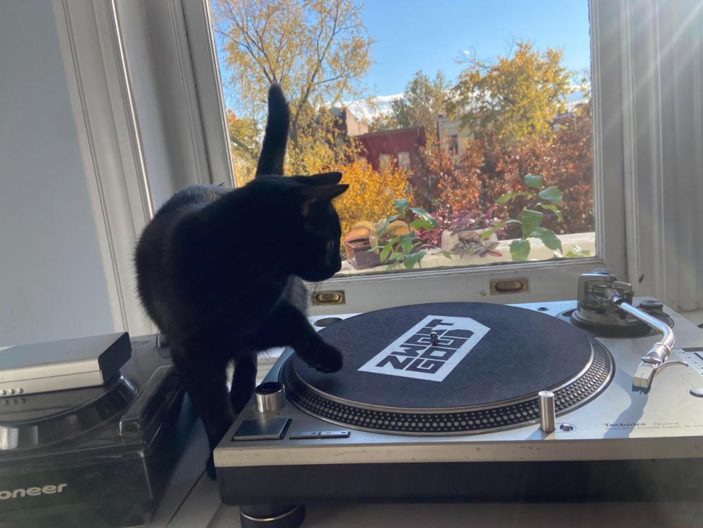 Darcy (Chris), Adoptable, Kitten Female Domestic Short Hair.