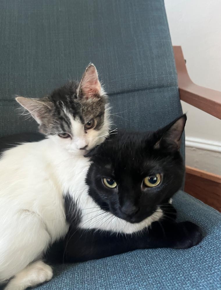 Darcy (Chris), Adoptable, Kitten Female Domestic Short Hair.