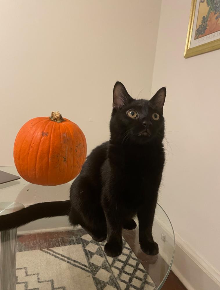 Darcy (Chris), a Adoptable mixed breed in Vienna , VA image 3/6