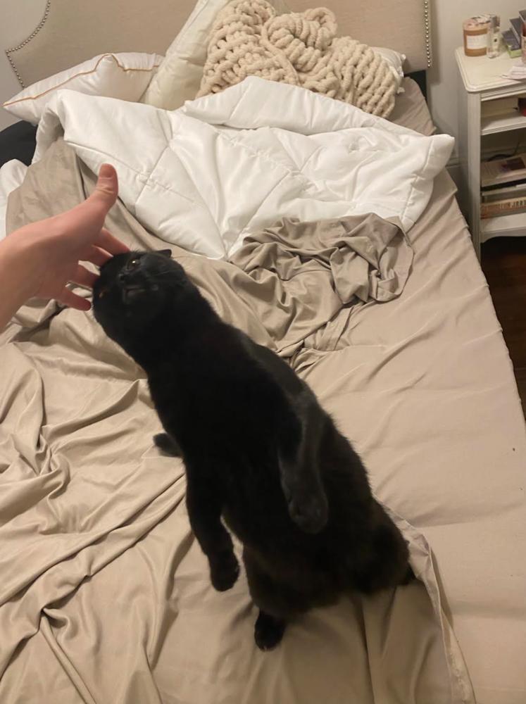 Darcy (Chris), Adoptable, Kitten Female Domestic Short Hair.