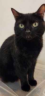 Darcy (Chris), a Adoptable mixed breed in Vienna , VA image 5/6