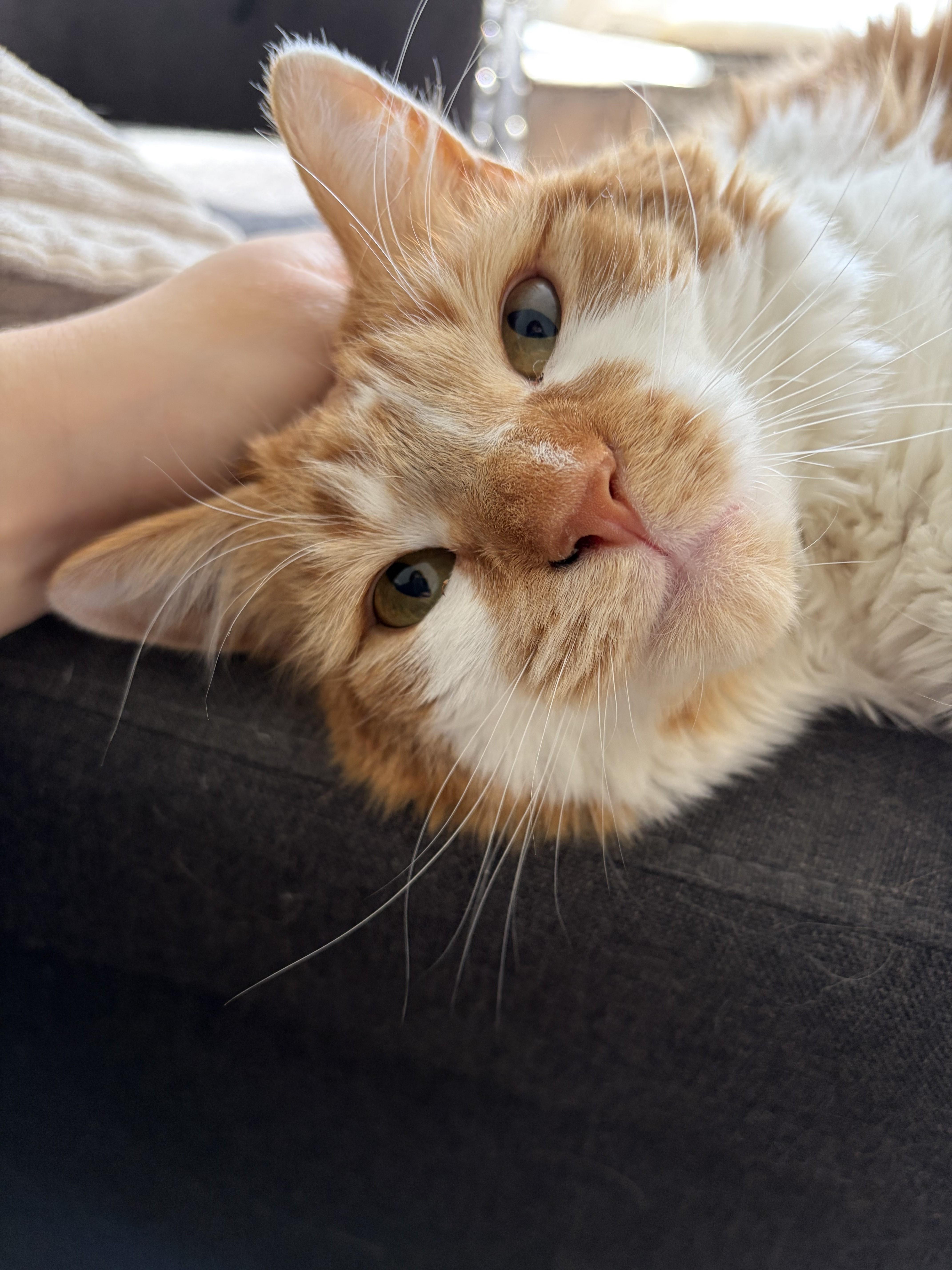 Aurora-Your New Best Friend, Adoptable, Adult Female Domestic Short Hair.