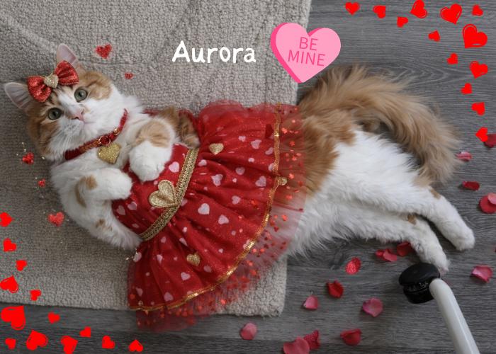 Enlarge Aurora-Your New Best Friend, a Adoptable Domestic Short Hair in Laurel, MD image 6/6