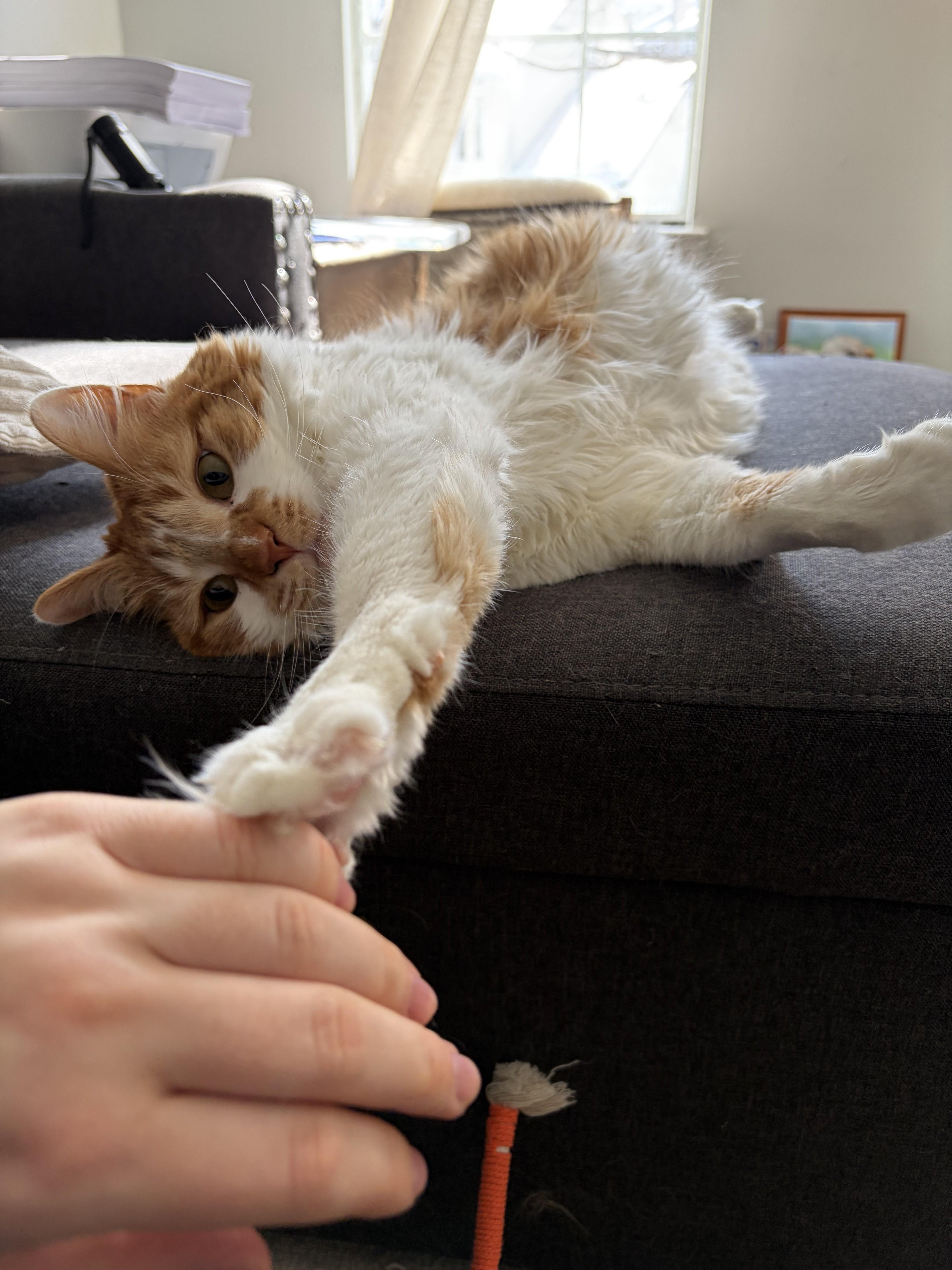 Enlarge Aurora-Your New Best Friend, a Adoptable Domestic Short Hair in Laurel, MD image 5/6