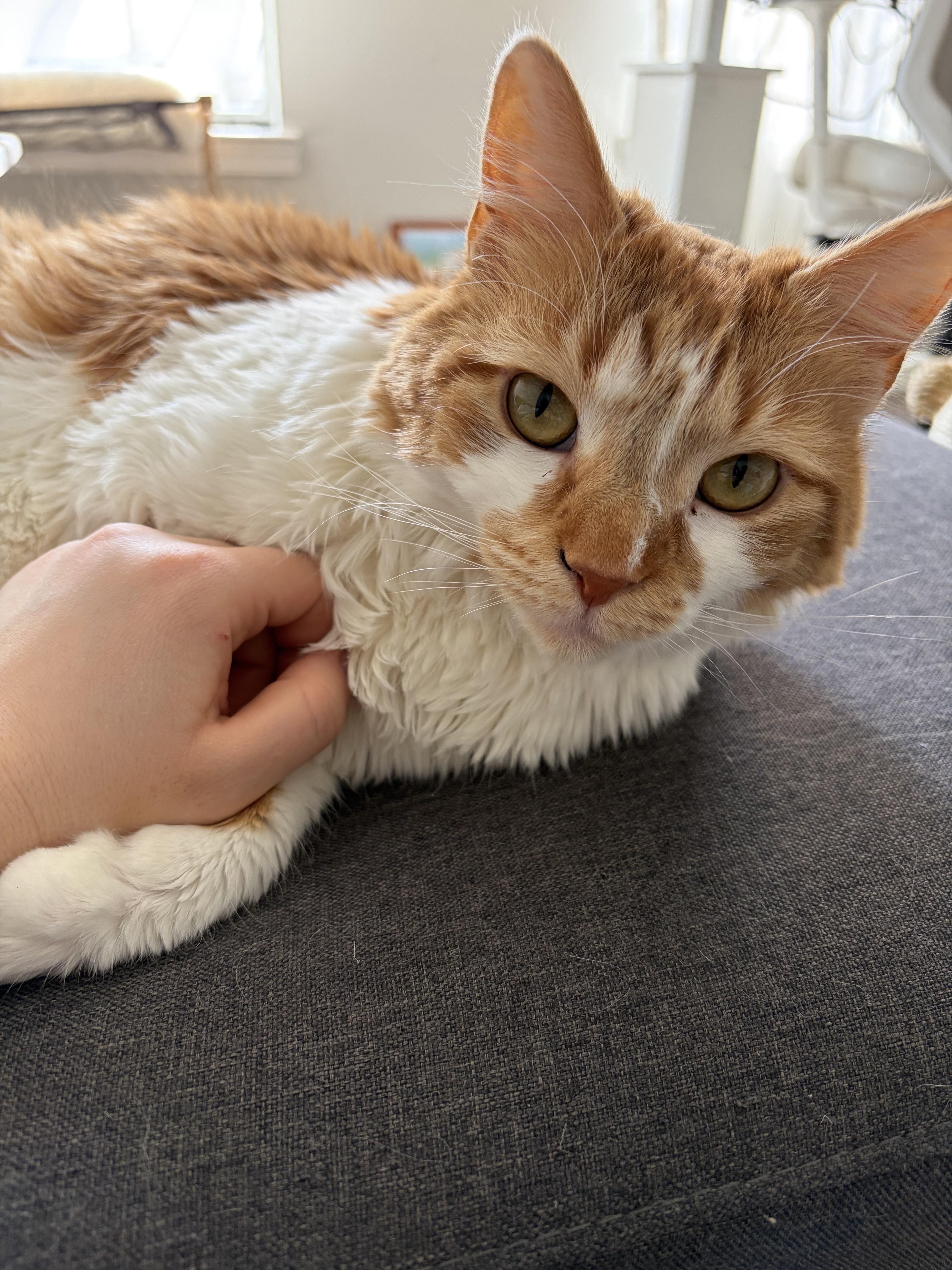 Enlarge Aurora-Your New Best Friend, a Adoptable Domestic Short Hair in Laurel, MD image 2/6