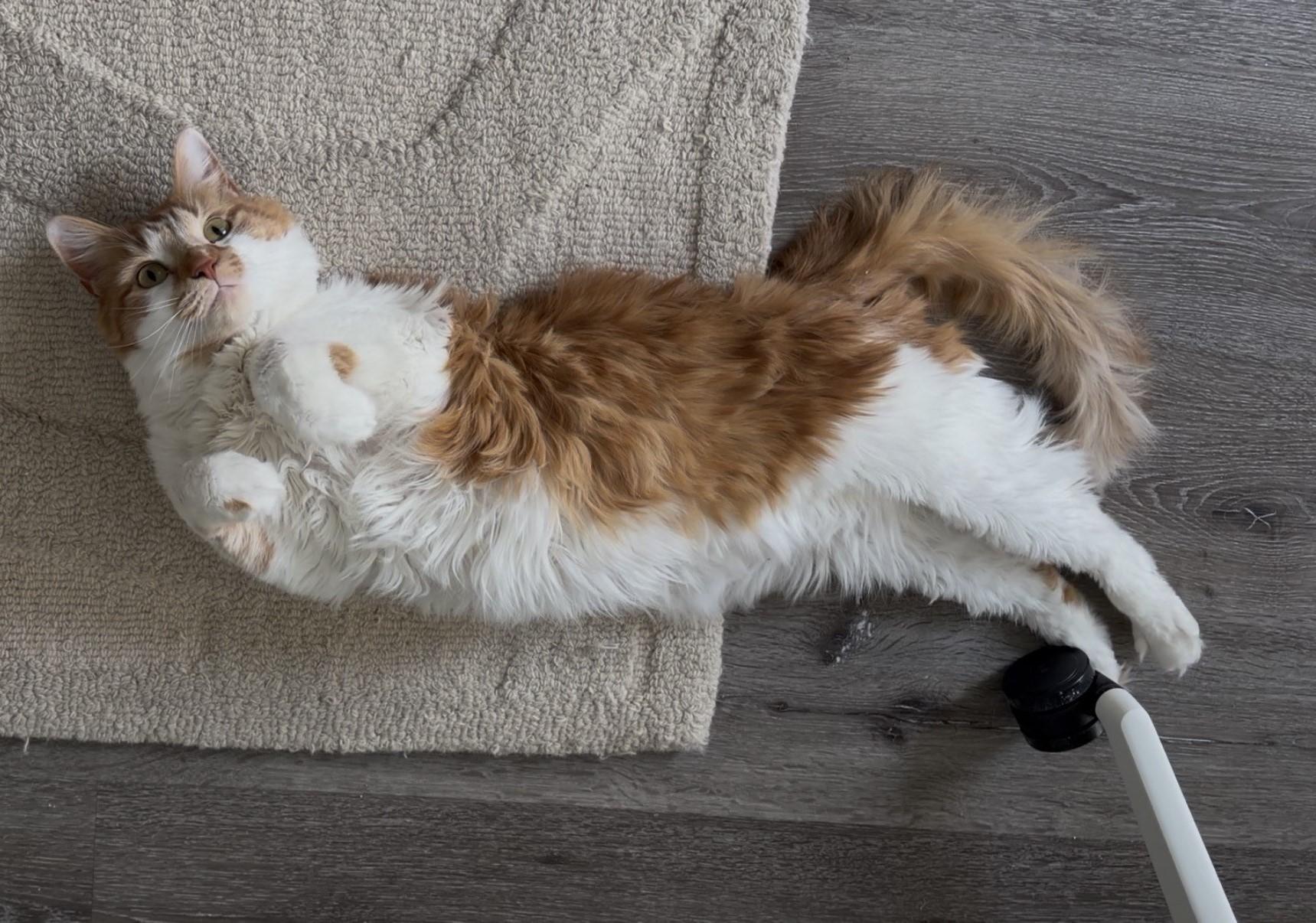 Enlarge Aurora-Your New Best Friend, a Adoptable Domestic Short Hair in Laurel, MD image 4/6