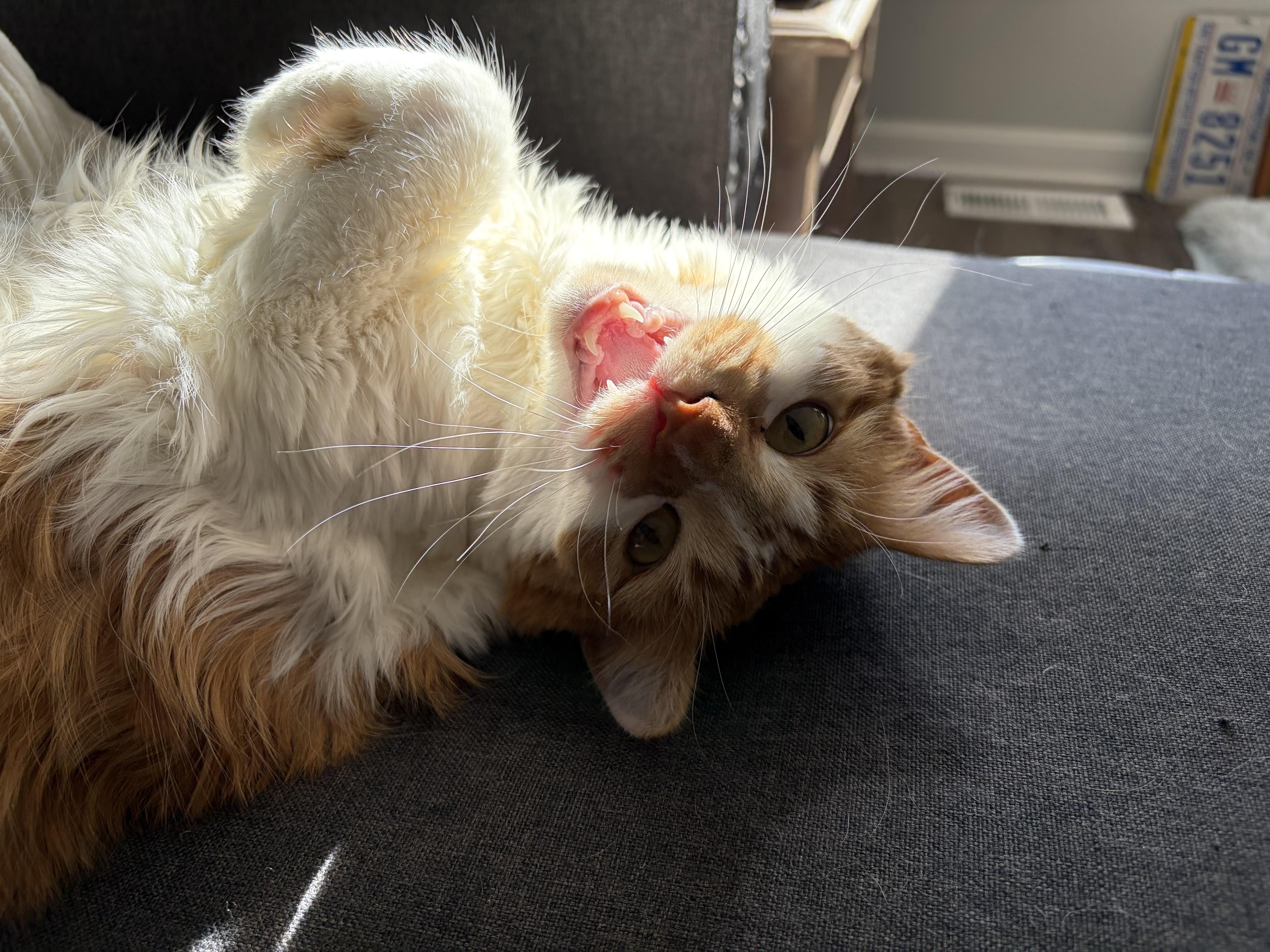 Enlarge Aurora-Your New Best Friend, a Adoptable Domestic Short Hair in Laurel, MD image 3/6