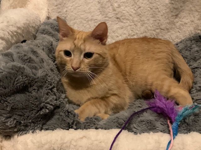 Enlarge Spice, a Adoptable Tabby in Columbia, SC image 9/11