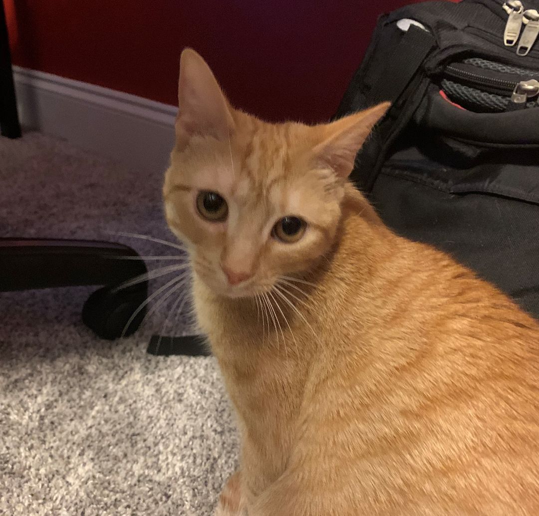 Enlarge Spice, a Adoptable Tabby in Columbia, SC image 10/11