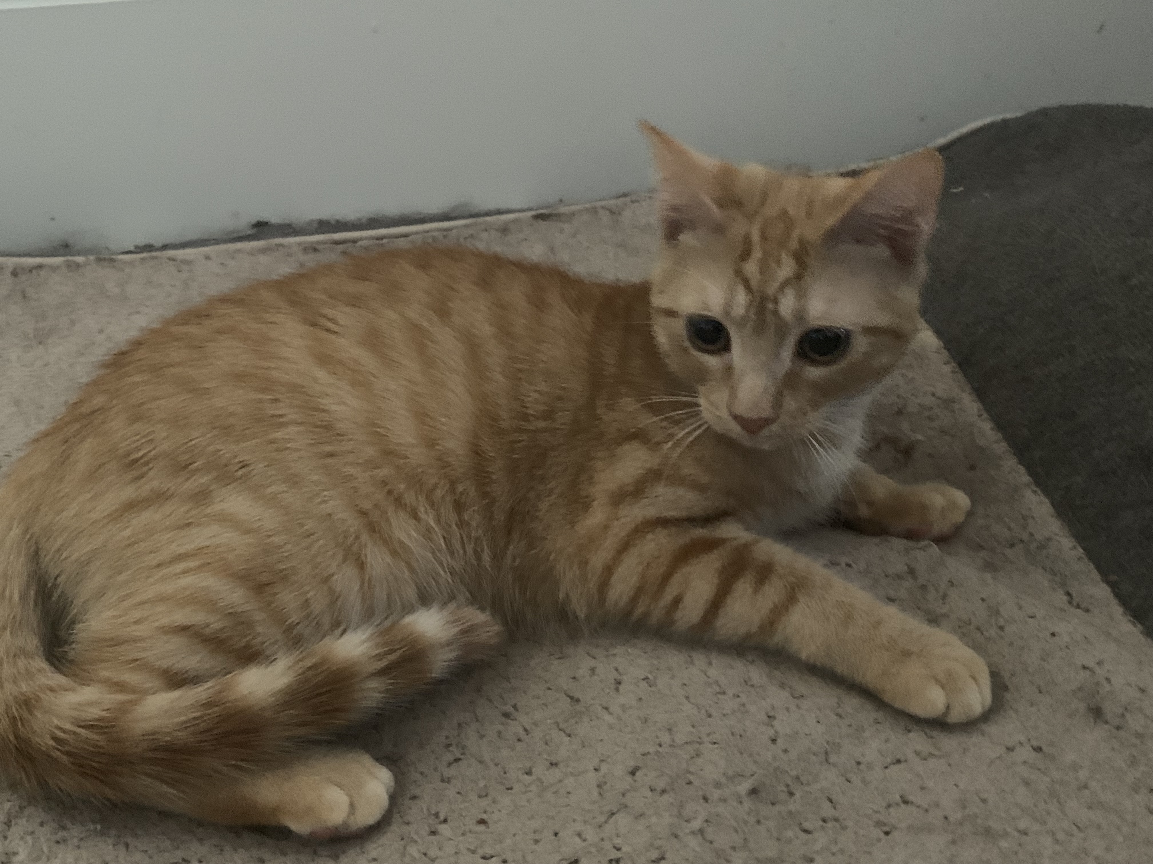 Enlarge Spice, a Adoptable Tabby in Columbia, SC image 11/11