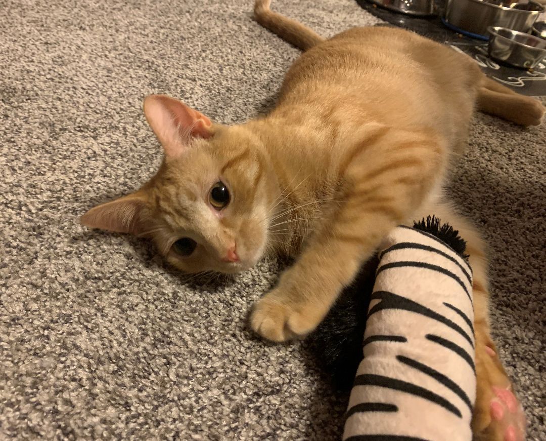 Spice, Adoptable, Adult Female Tabby.