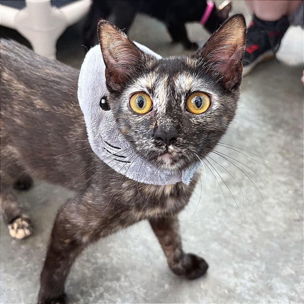 Enlarge CATrington, a Adoptable Domestic Short Hair in Hannibal, MO image 2/6