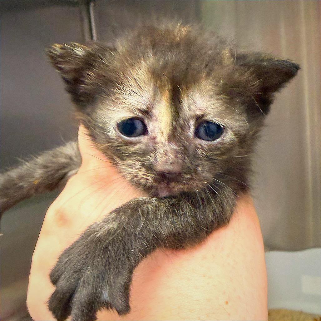 Enlarge CATrington, a Adoptable Domestic Short Hair in Hannibal, MO image 2/6