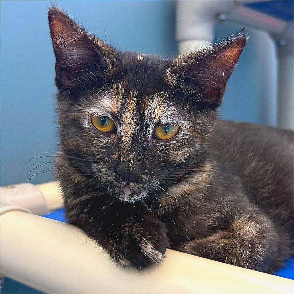 Enlarge CATrington, a Adoptable Domestic Short Hair in Hannibal, MO image 3/6