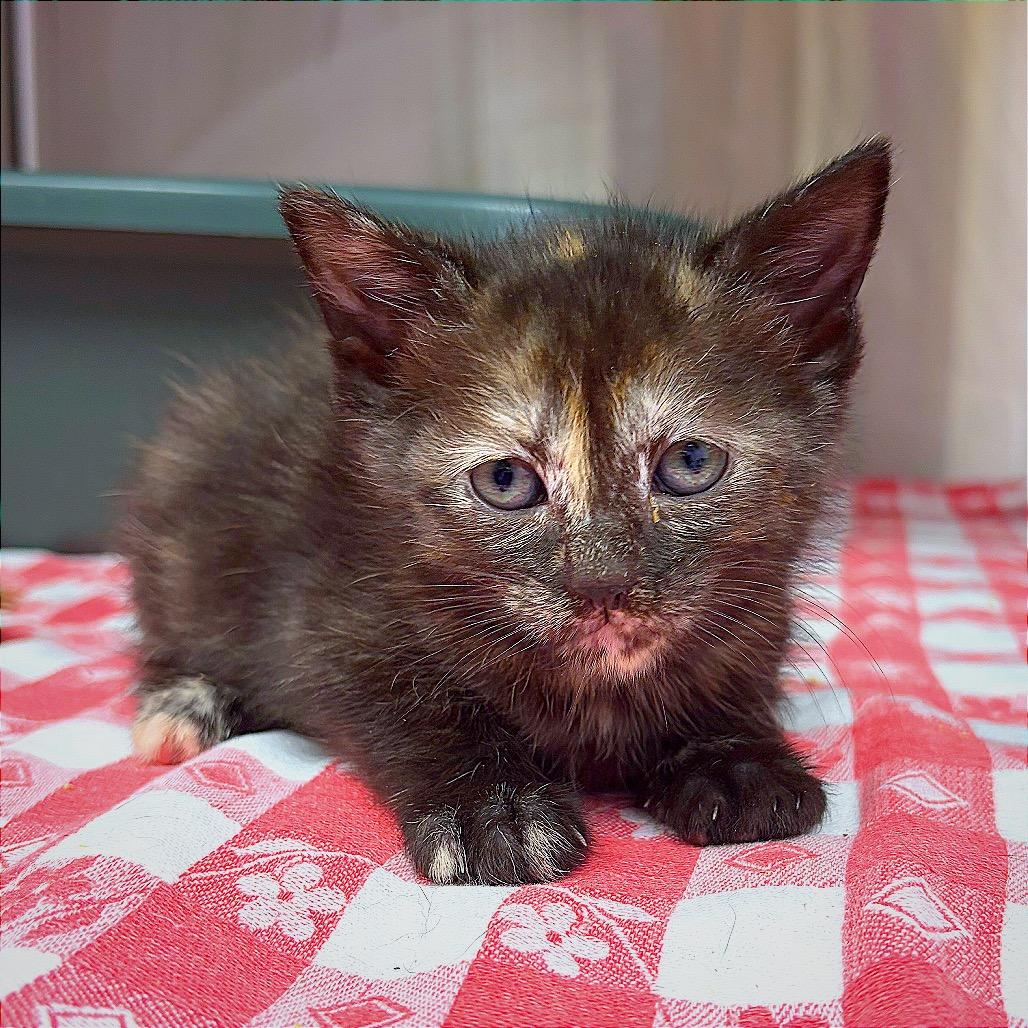 Enlarge CATrington, a Adoptable Domestic Short Hair in Hannibal, MO image 4/6