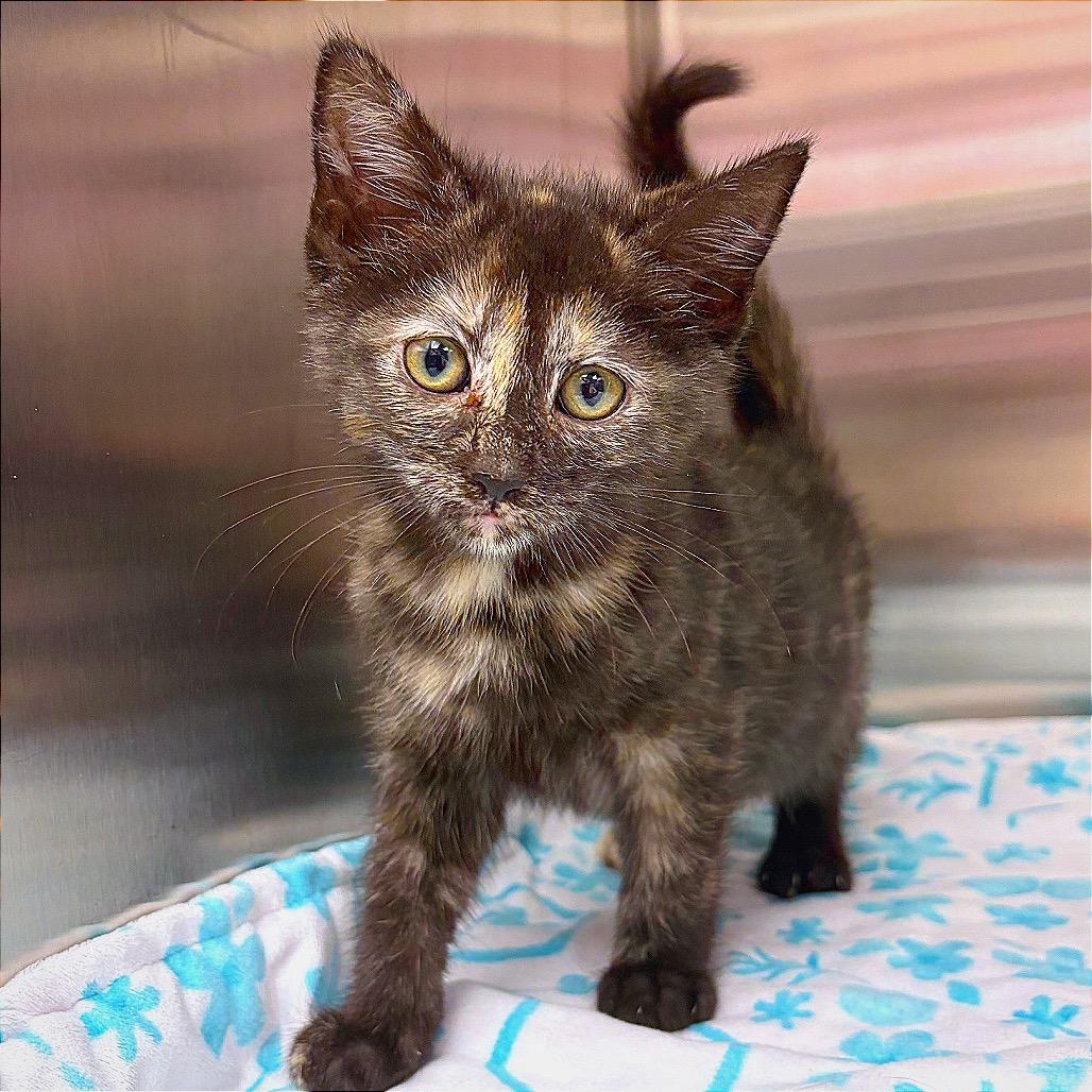 Enlarge CATrington, a Adoptable Domestic Short Hair in Hannibal, MO image 5/6
