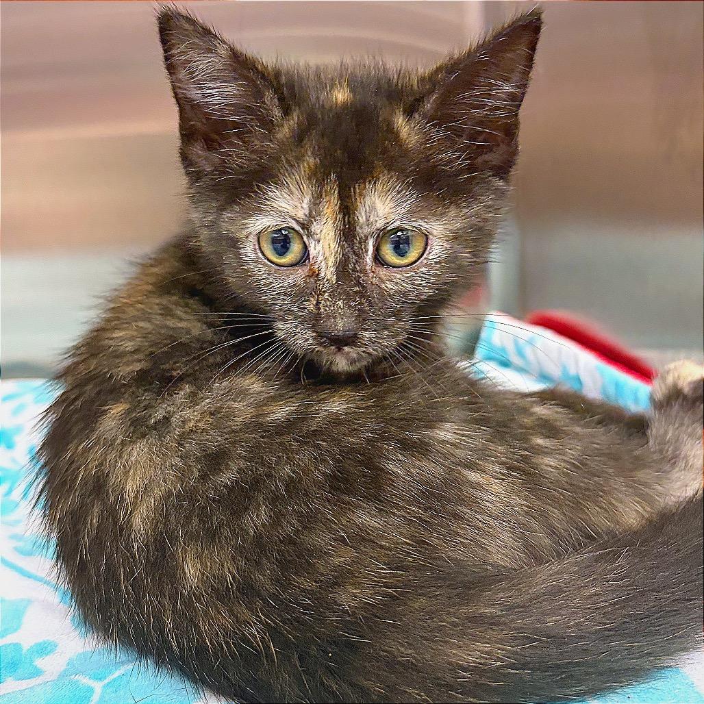 Enlarge CATrington, a Adoptable Domestic Short Hair in Hannibal, MO image 6/6