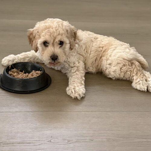 ANNIE, Adopted, Puppy Female Mixed Breed.