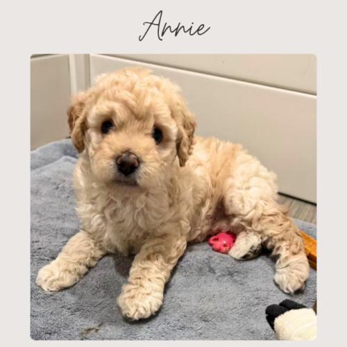 Enlarge ANNIE, a Adopted mixed breed in San Juan Capistrano, CA image 2/3