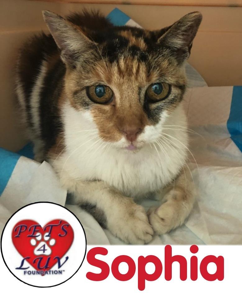 Sophia, Adopted, Senior Female Domestic Short Hair.